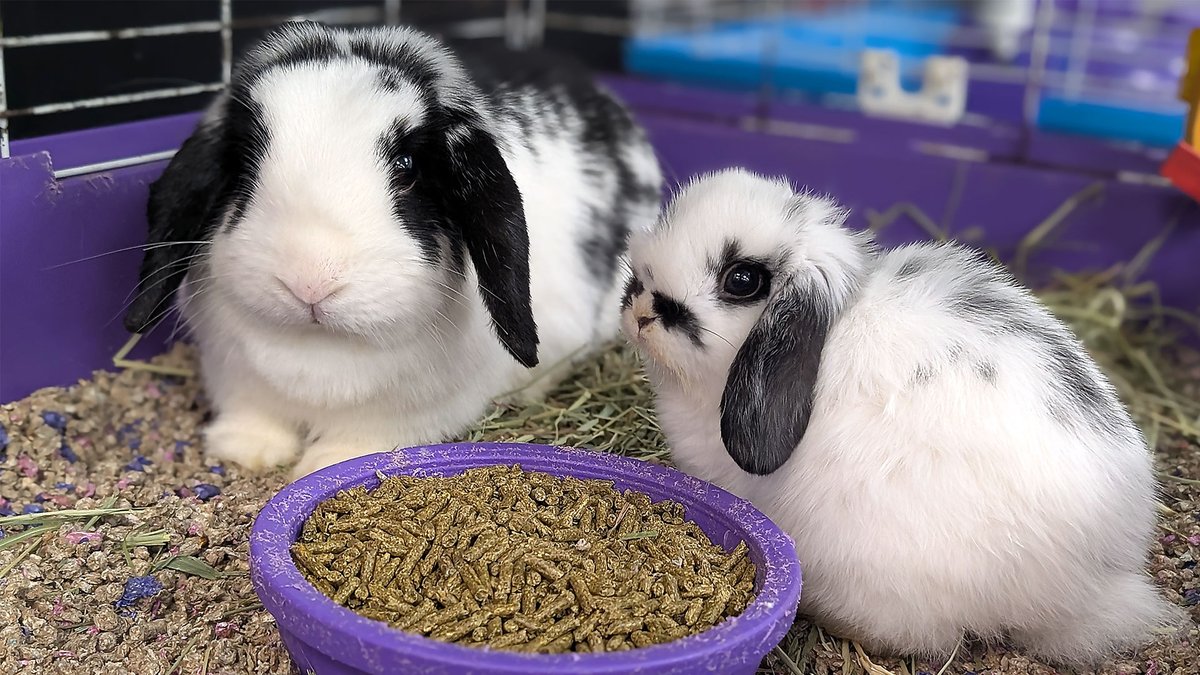 UncleBillsPets's tweet photo. 🐰🐭 Welcome to the family!
We’re hopping with excitement at Uncle Bill’s Pet Centers to welcome new chinchilla &amp; rabbit babies! 💛 These fluffy cuties are settling in and already stealing hearts with their soft fur and playful personalities. https://t.co/oj5PWkyGDj