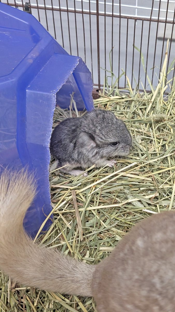 UncleBillsPets's tweet photo. 🐰🐭 Welcome to the family!
We’re hopping with excitement at Uncle Bill’s Pet Centers to welcome new chinchilla &amp; rabbit babies! 💛 These fluffy cuties are settling in and already stealing hearts with their soft fur and playful personalities. https://t.co/oj5PWkyGDj