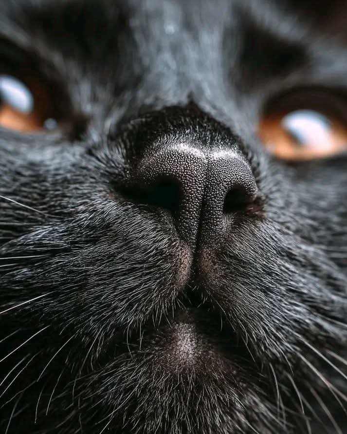 polaleks's tweet image. 