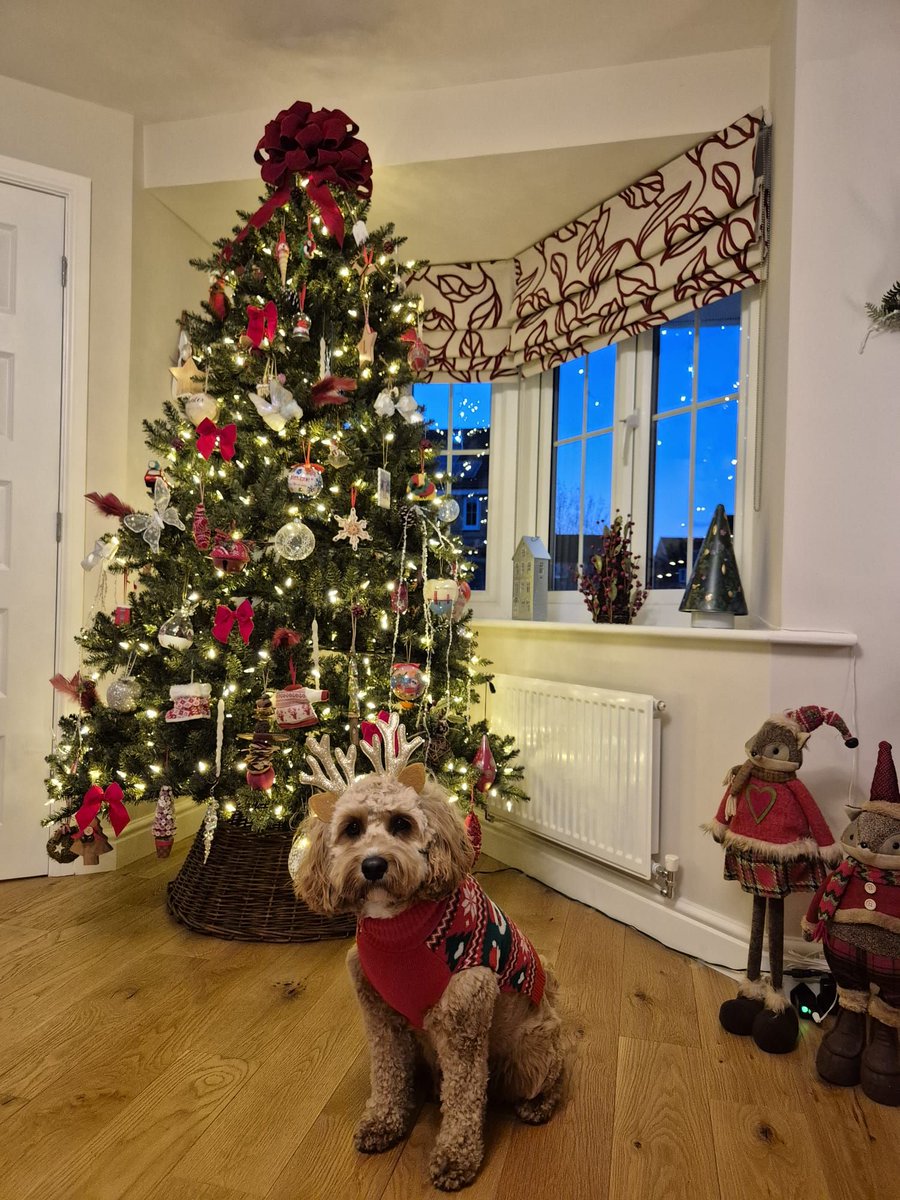 DirectKitchens1's tweet image. 🎄✨ Thank you to everyone who entered our annual Christmas Hamper giveaway 🎄✨

After careful consideration, our 2025 winner is David Hunter, with this fantastic photo of his festive pooch sitting underneath a beautifully decorated Christmas tree! 🐶🎄

Congratulations, David!