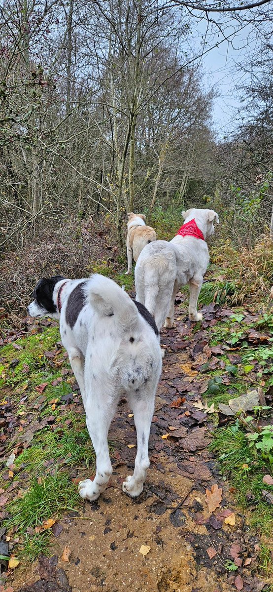 Zgubilismy sie #CiastowyGang i miastowe psy