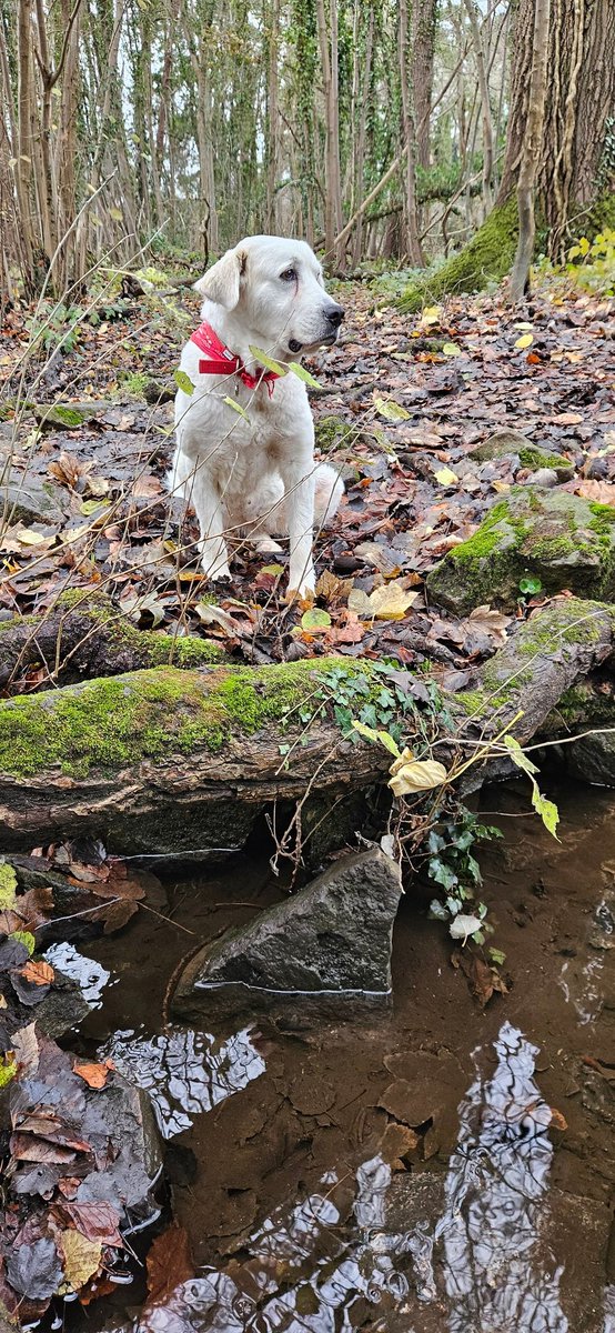 Milce bardzo podobalo sie w lesie. Siedziala i wszystko obserwowala z lekkim zdziwieniem #Milka