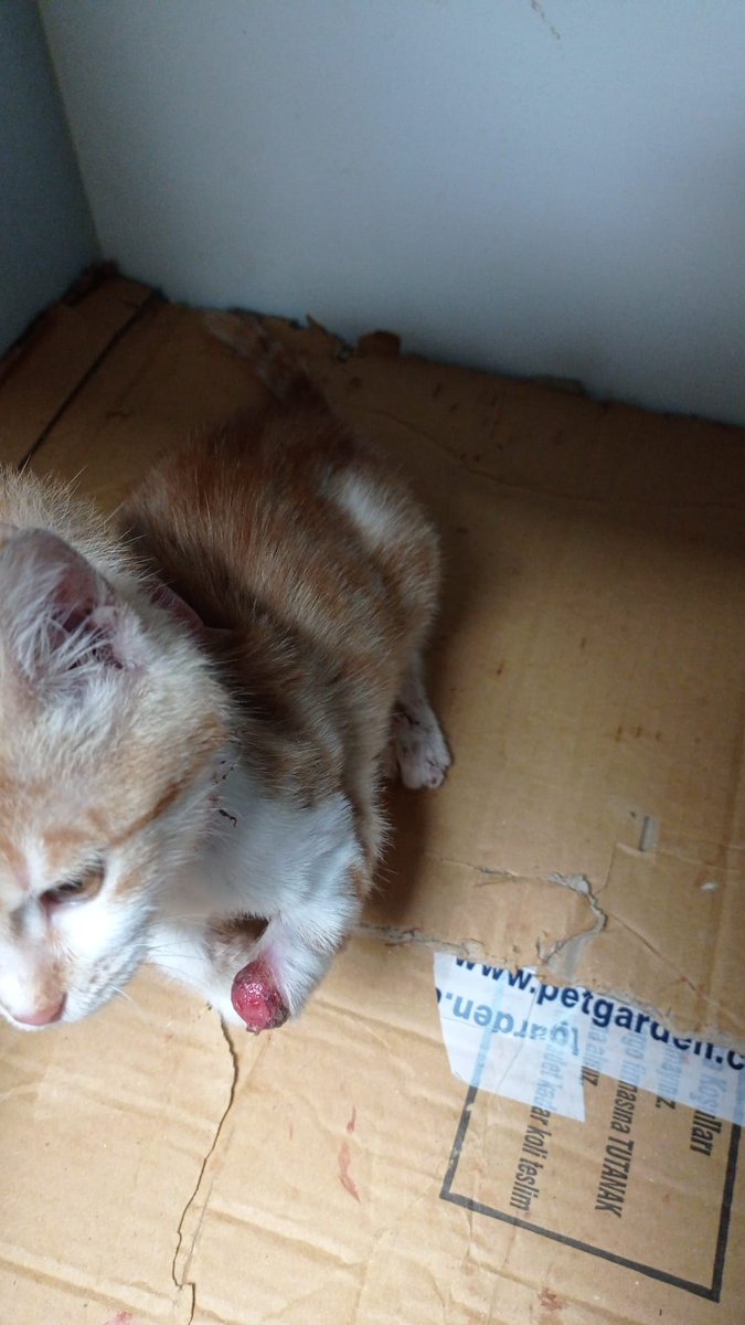 Destek olurmusunuz protez yapcaz yardımcı olabilir misiniz