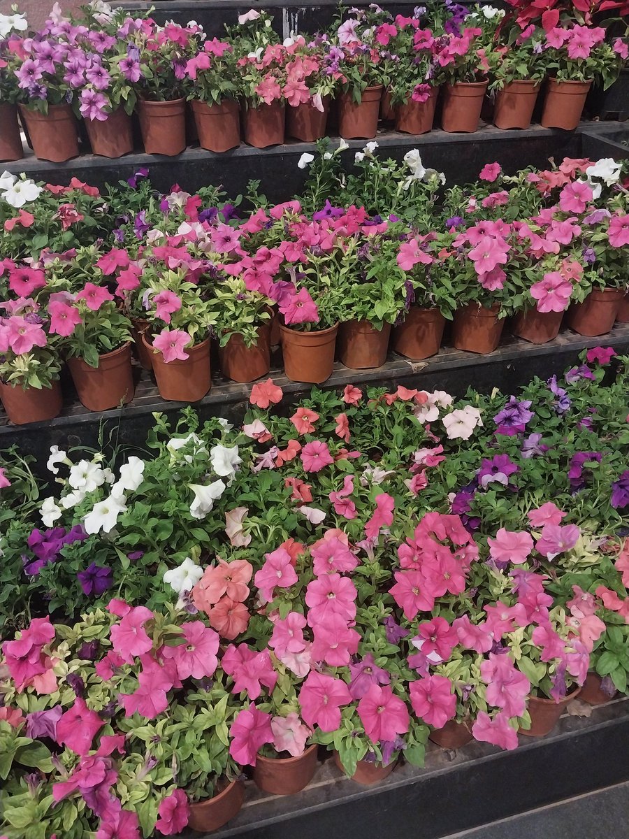 Dr_RDPatel's tweet photo. Very nice collection of flowers and #bonsai https://t.co/SDPa7c6OJY