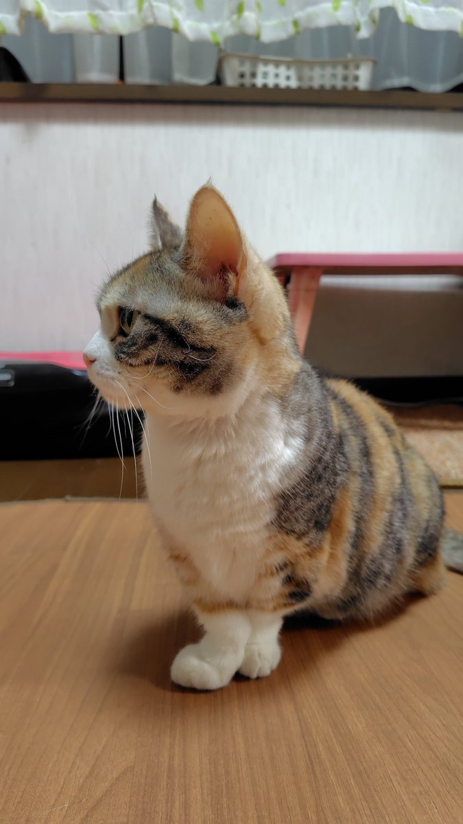 れいちぇる (@reichel0731) / Posts / X