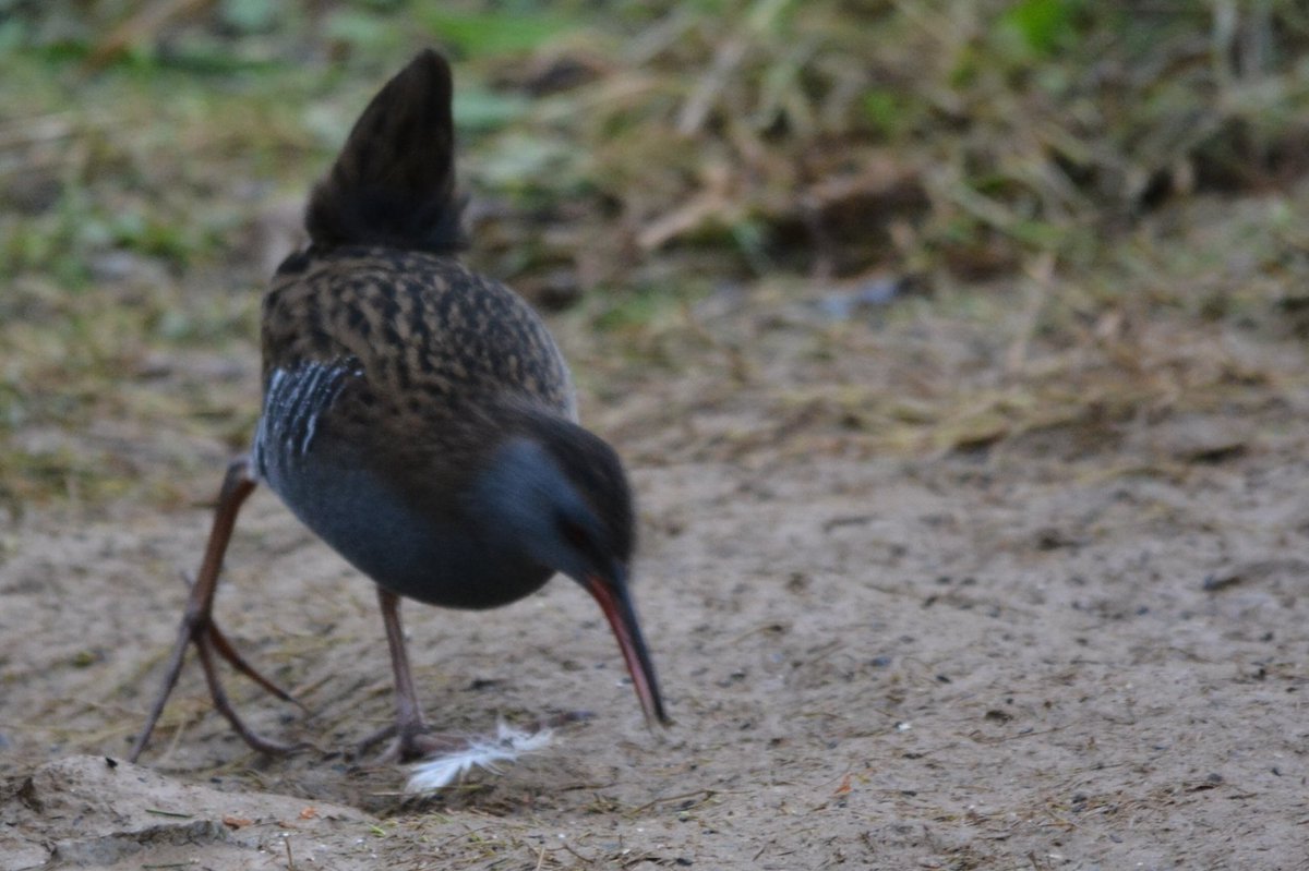 CRAIG LINFORD tweet media