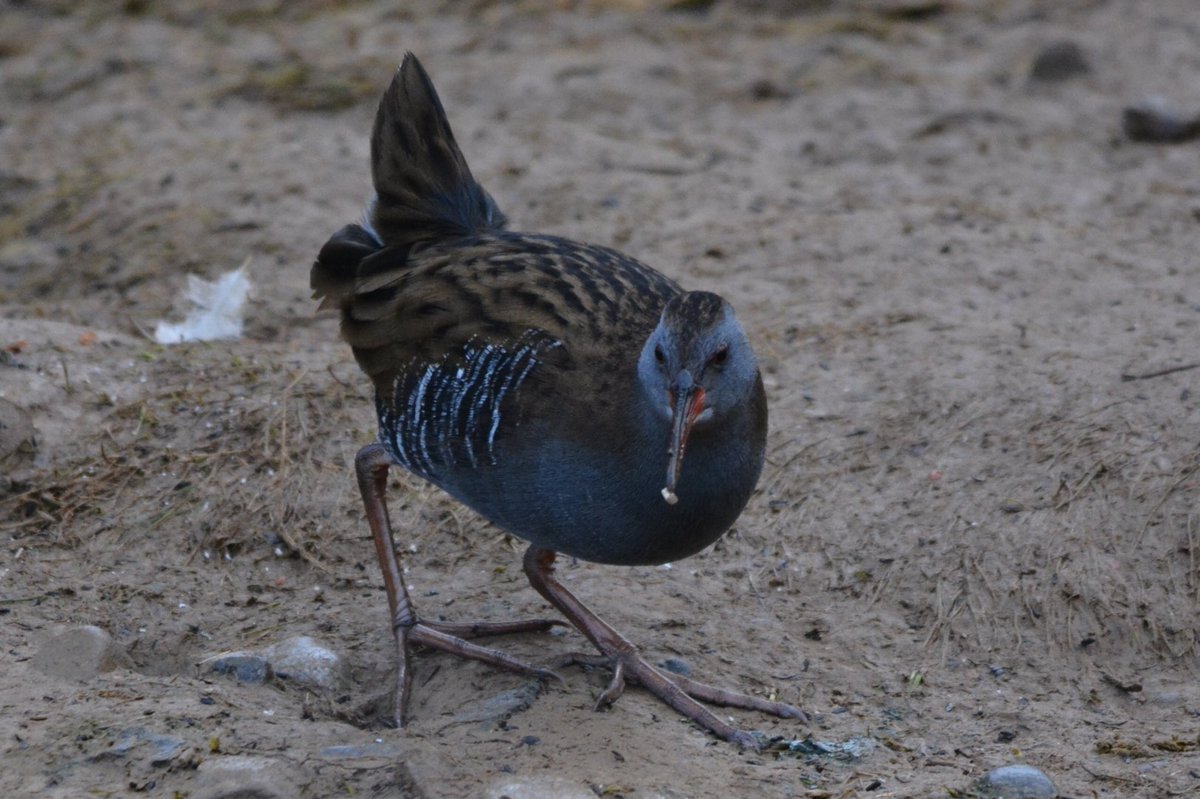 CRAIG LINFORD tweet media