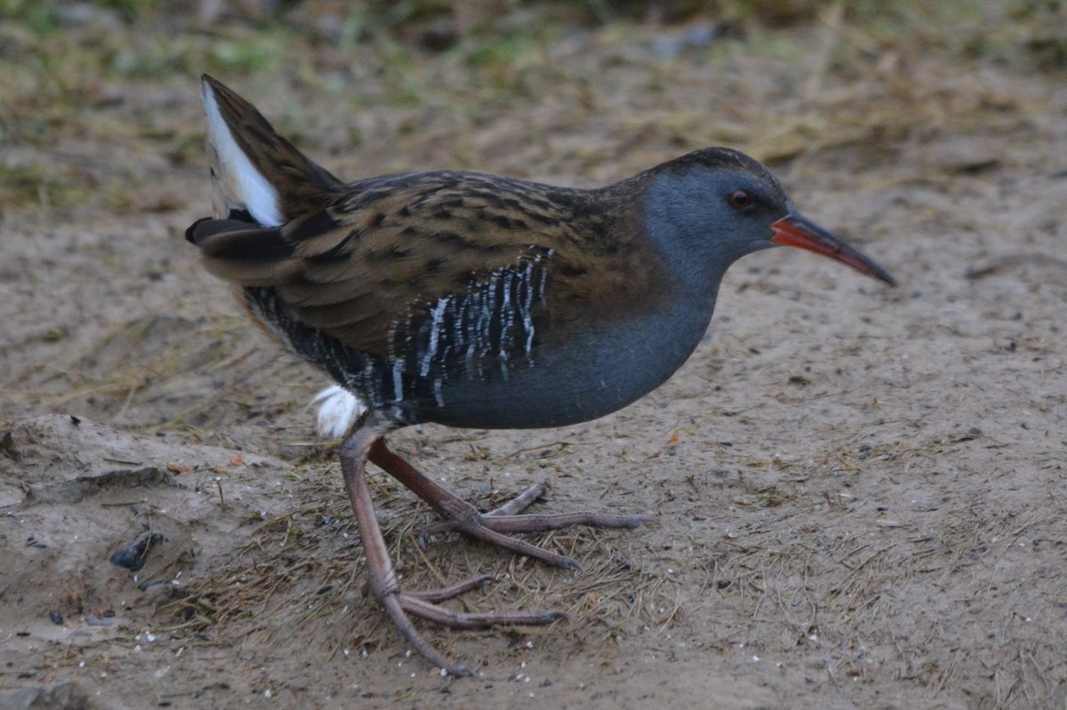 CRAIG LINFORD tweet media