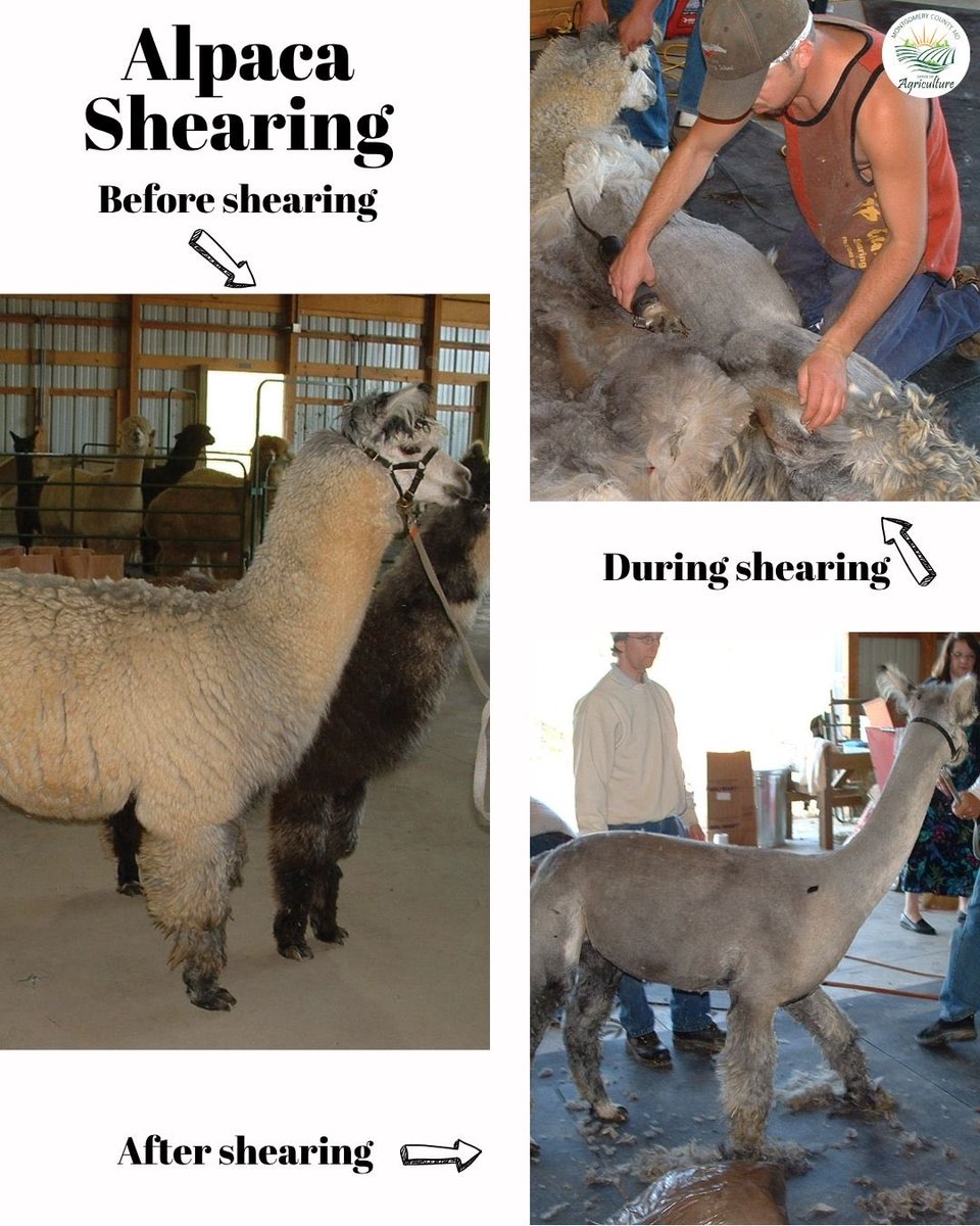 MoCoOAG's tweet image. Take a look at this alpaca 🦙
Here’s the process of shearing from before to during and after. Shearing helps keep alpacas cool, clean, and healthy , and it gives us that soft luxurious fiber we all love.
#MontgomeryCountyMD #MoCoAg #AlpacaShearing #FarmLife #MarylandFarms