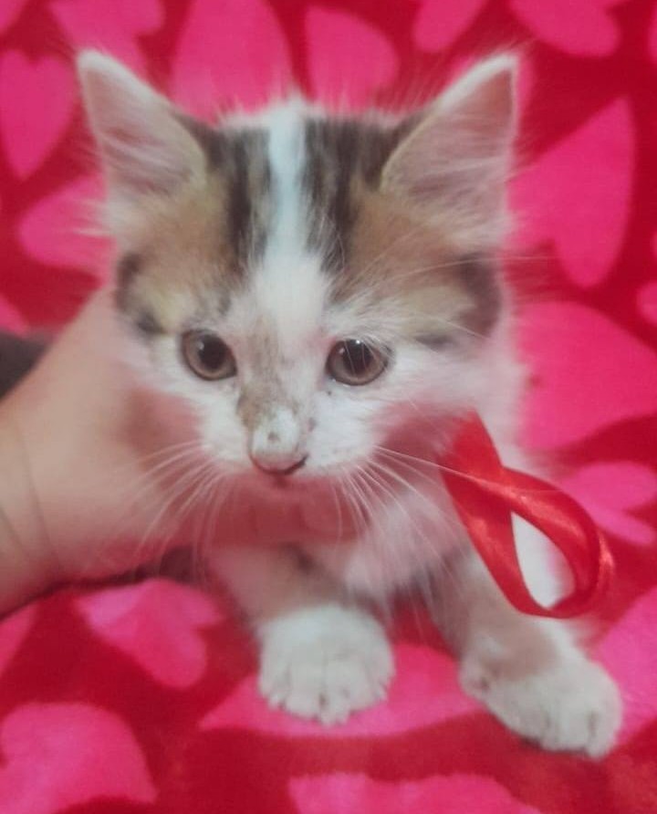 Hermosa bebé, de dos meses, en adopción responsable. Si deseas darle un hogar para siempre, con compromiso de seguimiento y esterilización, escribe al +56945217952. Favor RT!
#PuenteAlto