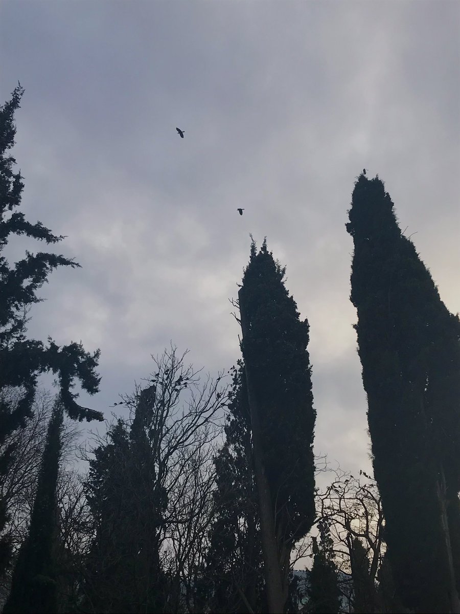 Biri kararan göğün altında sessiz kavakların duruşu, diğeri gökyüzüne doğru zarafetle yükselen minarenin aydınlığa tanıklığı.. Biri faniliğin sessizliği, diğer Hakk’a çağıran ışığın daveti 🌱