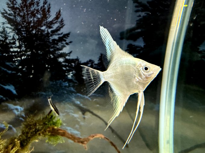 プラチナホワイトエンゼルフィッシュ美しい 