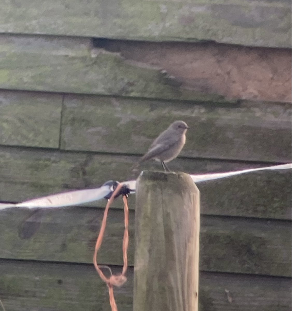 Meols…….finally caught up with the Black Redstart in horse paddocks south of Meols Dunes. Probably same bird as seen by <a href="/AllanConlin/">Allan Conlin</a>  at Hoylake RNLI over last couple of days.
7 Red-throated Diver, 1 female Eider off Hoylake at low tide. <a href="/PatchBirding/">Patchwork Challenge</a>
