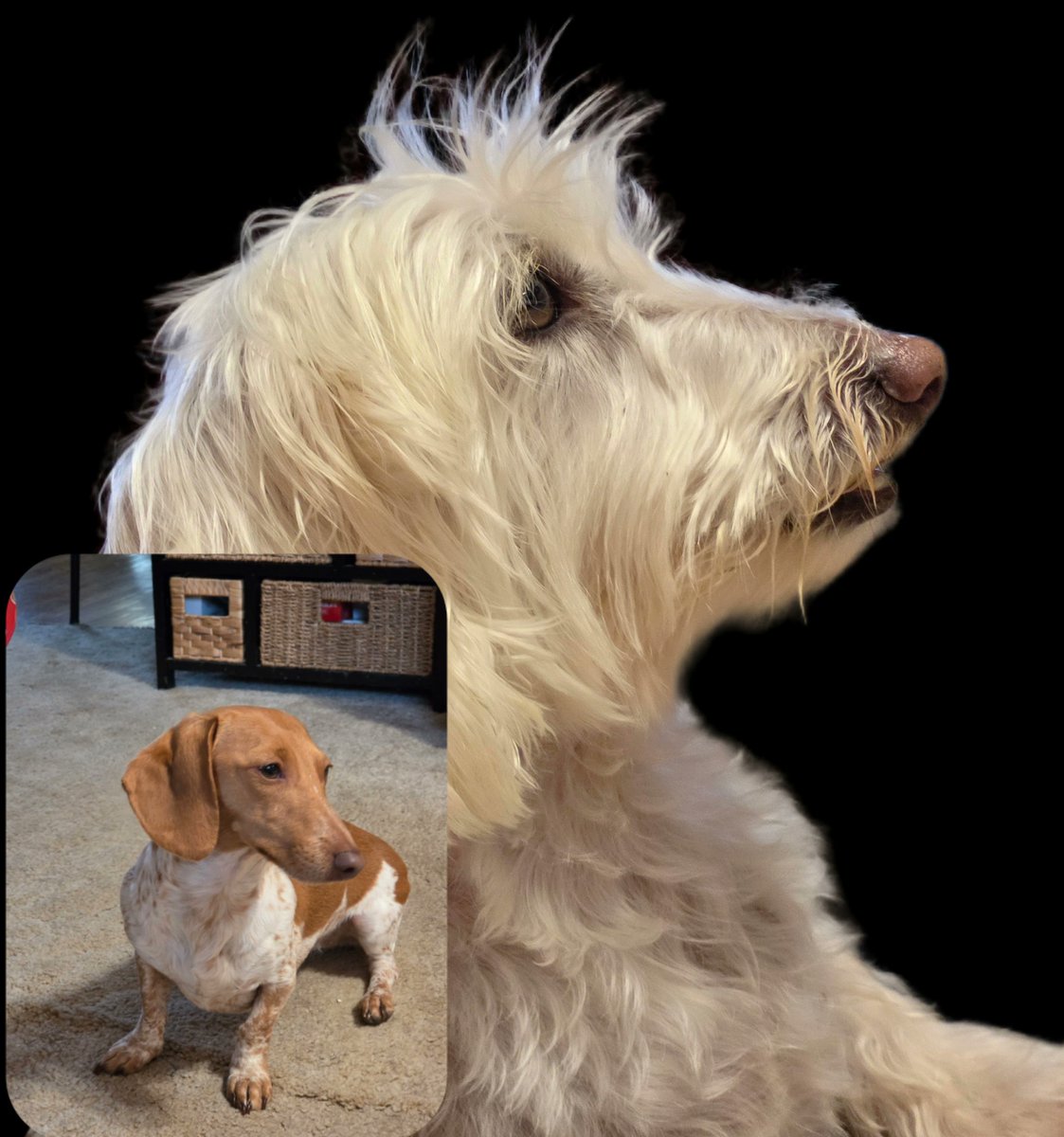 Melissa_Steinle's tweet image. Wilbur &amp;amp; Charlotte love Vibrant Life Holiday Crunchy Biscuit Treats when they stop by! 🐶🥜
Festive shapes like gingerbread, reindeer &amp;amp; bones make treat time extra fun this season 🦴

Treat your pups here 👉 mavely.app.link/e/u2rJayvtZYb
#Ad #AffiliateLink #HolidayPets #DogTreats