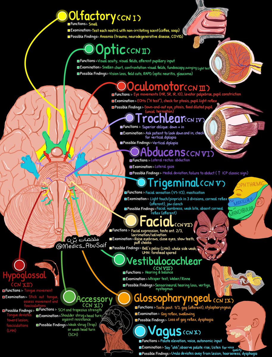 طريقة فحص كل عصب من اعصاب الدماغ بصفحة وحدة ✅ 
Cranial nerves examination in one page 

من اكثر الملخصات الي من زمان ودي اسويها 😂
