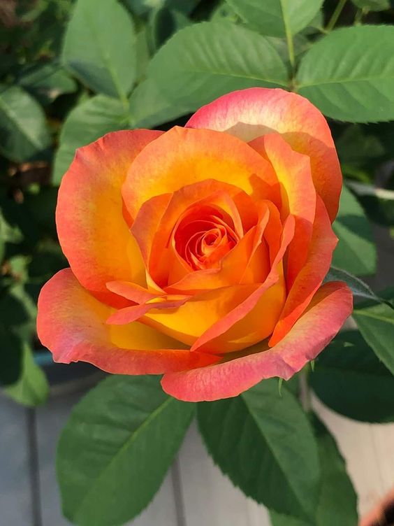 Alice Giraud (@passiondethe) on Twitter photo 