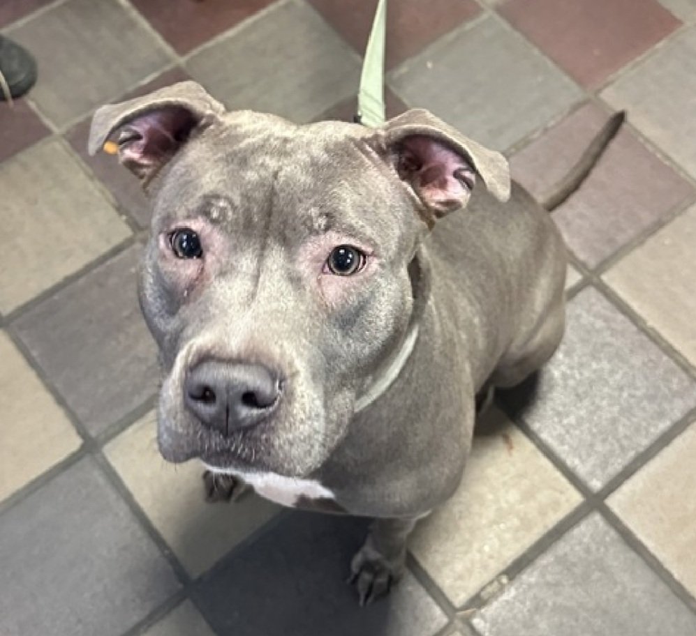 MyBoxerLuvMac1's tweet image. 💔Phoenix💔
▪️ReListed TBK: 12/13💉 
 #NYCACC #238727 4y
#RescueMe

Precious sweetie's 💔, listed after 10 days!
Described as friendly, tolerant.
Grieving, beautiful girl's being brave &amp;amp; ready 4 her next life chapter.
Highly dog reactive.
Deserves loving, all adult, N.East…