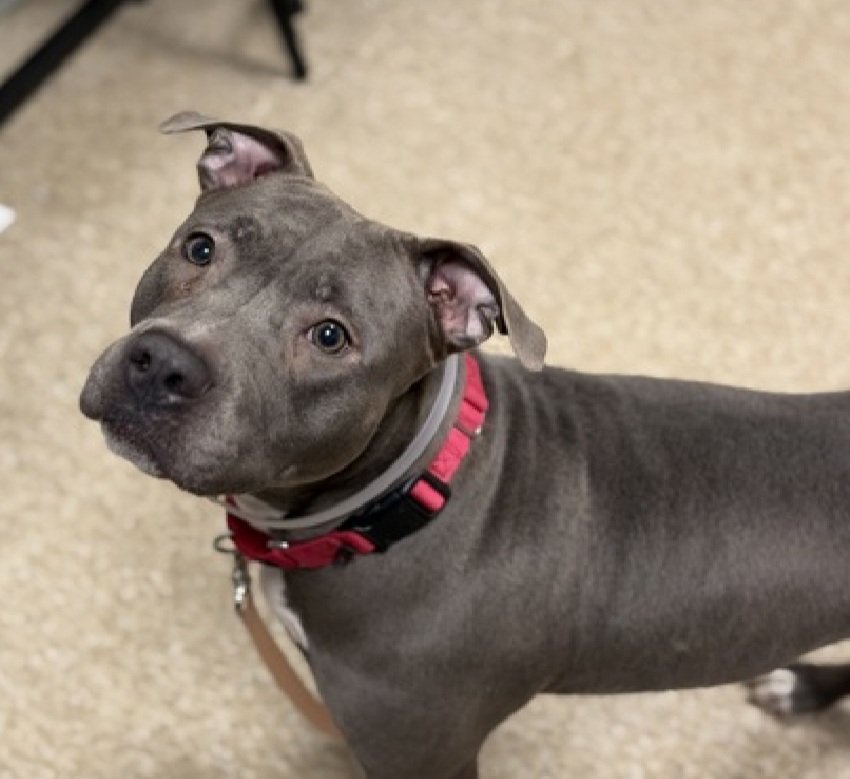 MyBoxerLuvMac1's tweet image. 💔Phoenix💔
▪️ReListed TBK: 12/13💉 
 #NYCACC #238727 4y
#RescueMe

Precious sweetie's 💔, listed after 10 days!
Described as friendly, tolerant.
Grieving, beautiful girl's being brave &amp;amp; ready 4 her next life chapter.
Highly dog reactive.
Deserves loving, all adult, N.East…