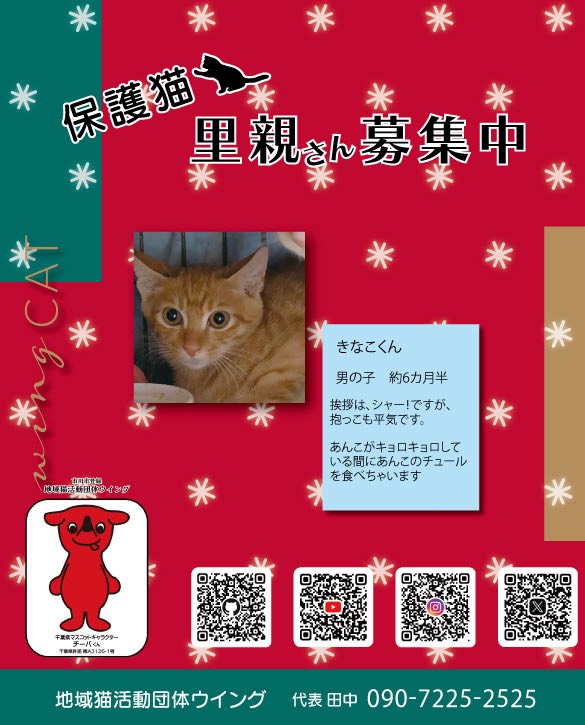 地域猫活動団体ウイング🐈‍⬛ (@wingcat2002) on Twitter photo 