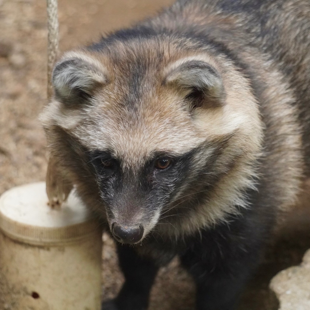 MISAKI (@msk_tanu) / Posts / X