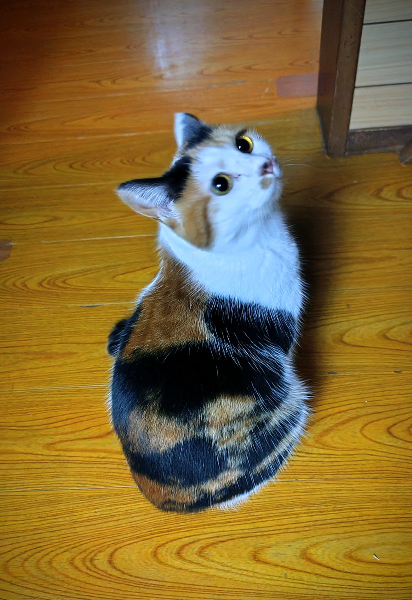 たらのめ タイミングベルトとファンベルトセット オイルシール付 スバル