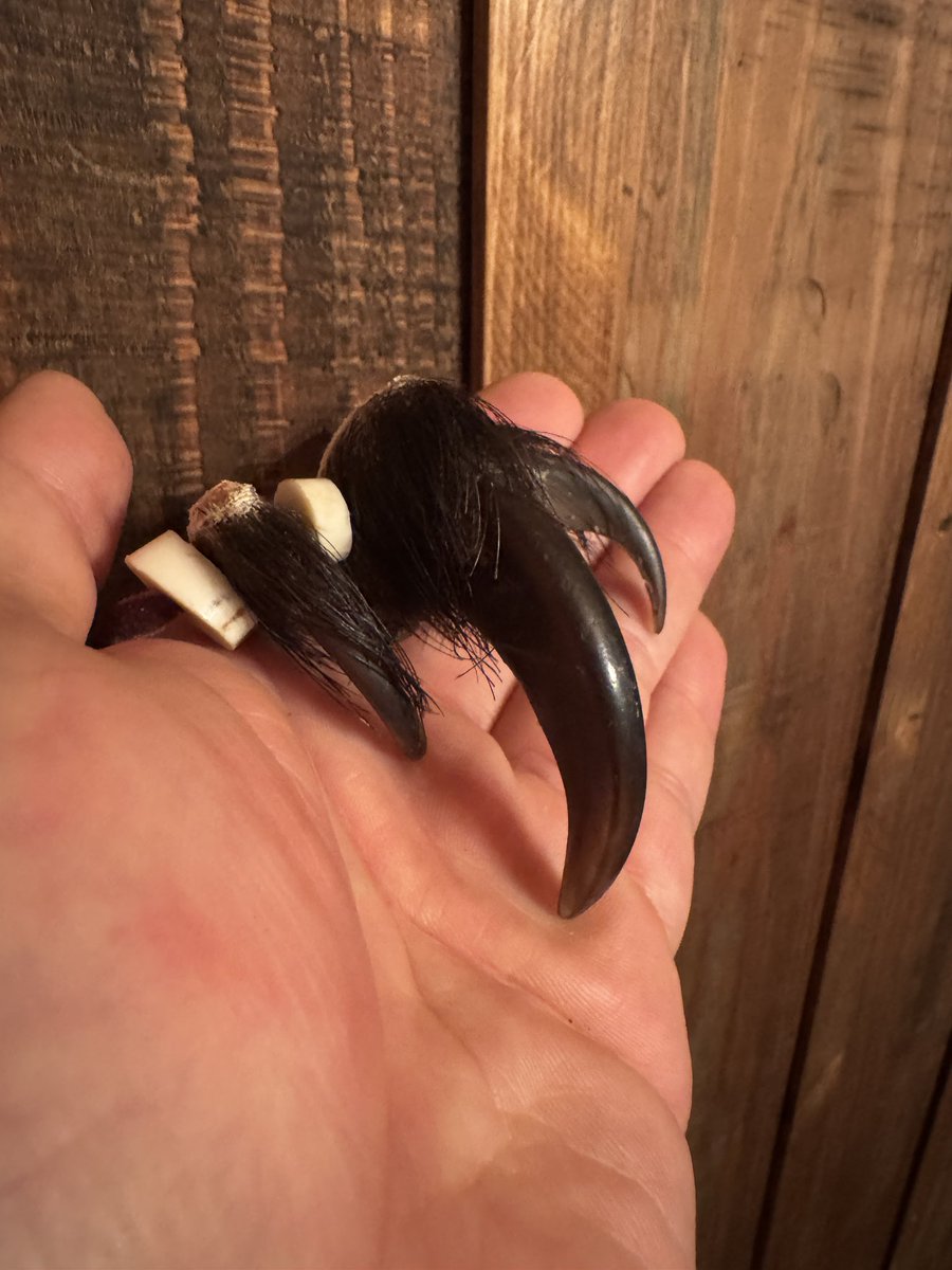 羆 熊の爪 超BIG 8cm② 羆 熊の爪 超BIG 8cm② Yahoo!オークション - ［ジビエ］特大 ヒグマの