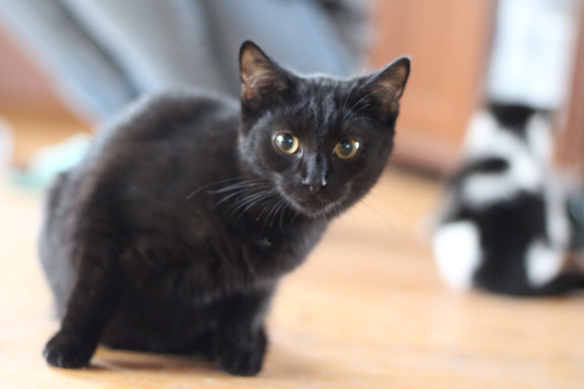 Smolik walczy o życie z FIP, a my robimy wszystko, by zdążyć. Dzięki Wam ruszyliśmy, ale to dopiero początek — udało się uzbierać tylko 1/6 potrzebnej kwoty. 

Proszę, pomóżmy mu dotrzeć do mety tej walki.
pomagam.pl/dlasmolika