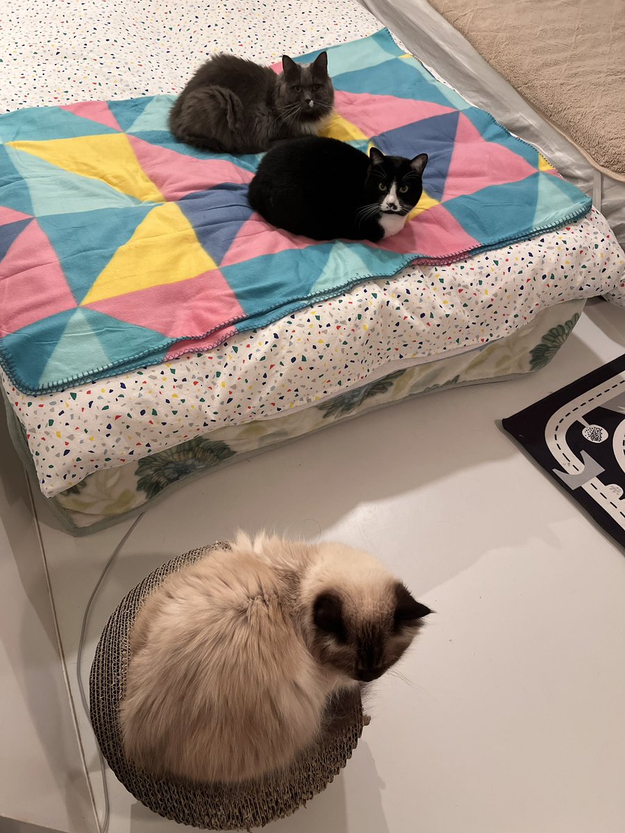 プカプカ猫　in　sky 飛ぶ猫❣️ #猫 #cat #고양이 #แมว #貓 #кошка #qata #chat #ニャン