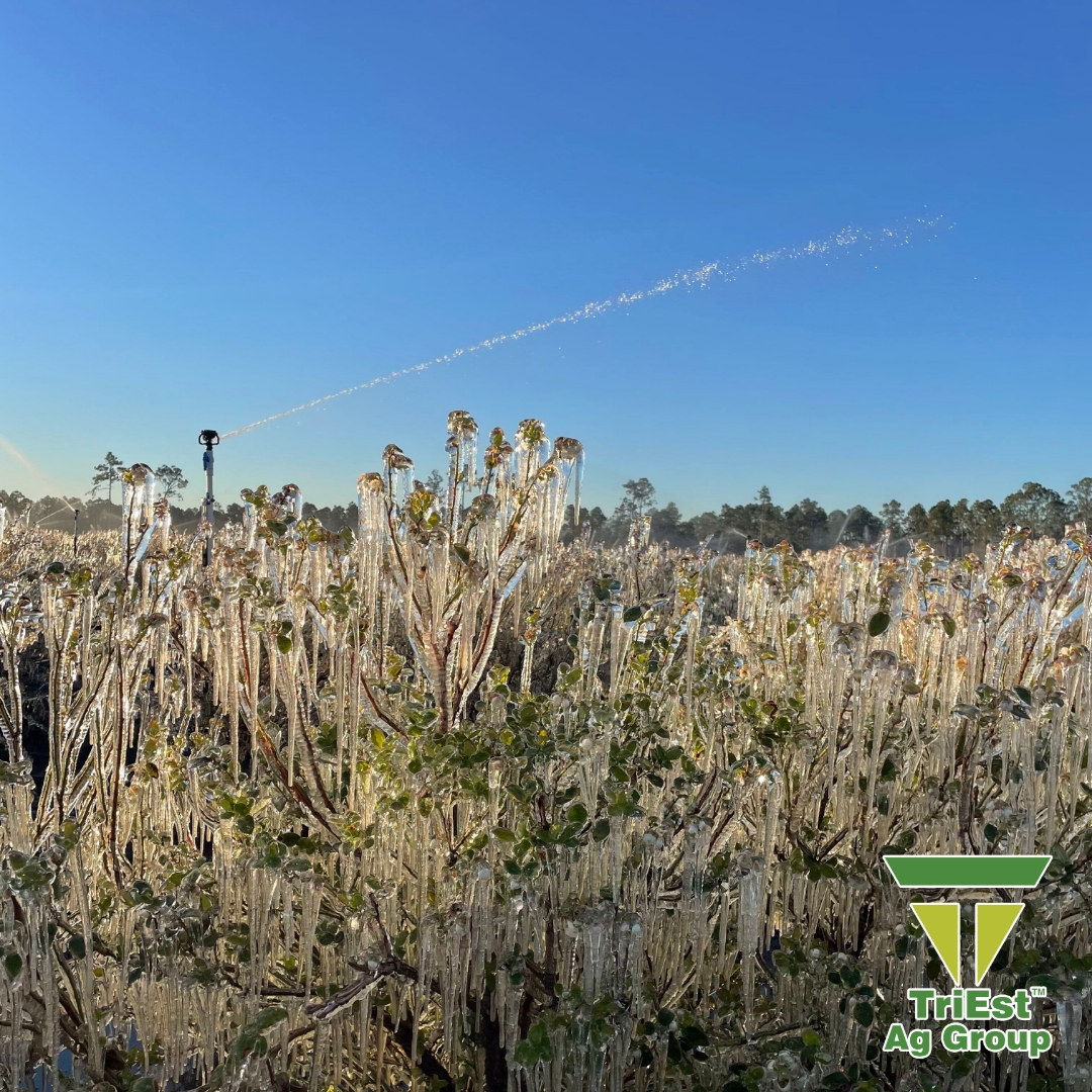 TriEst_Ag's tweet image. Protecting crops from spring frost is essential for maintaining yield and quality. Our team designs efficient, reliable irrigation systems and provides proven product solutions to safeguard your investment and support healthy growth. triestag.com

#FrostProtection