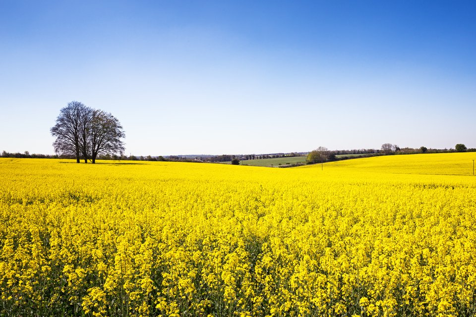 More than £400 Million in Taxpayers’ Money Paid Out for “Sustainable” Food Production
wirenn.com/post/more-than…