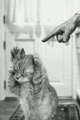 LaughMustafa's tweet photo. 😹
Dog stays quiet.
#PayBackisaBitch https://t.co/3soa29vLHC