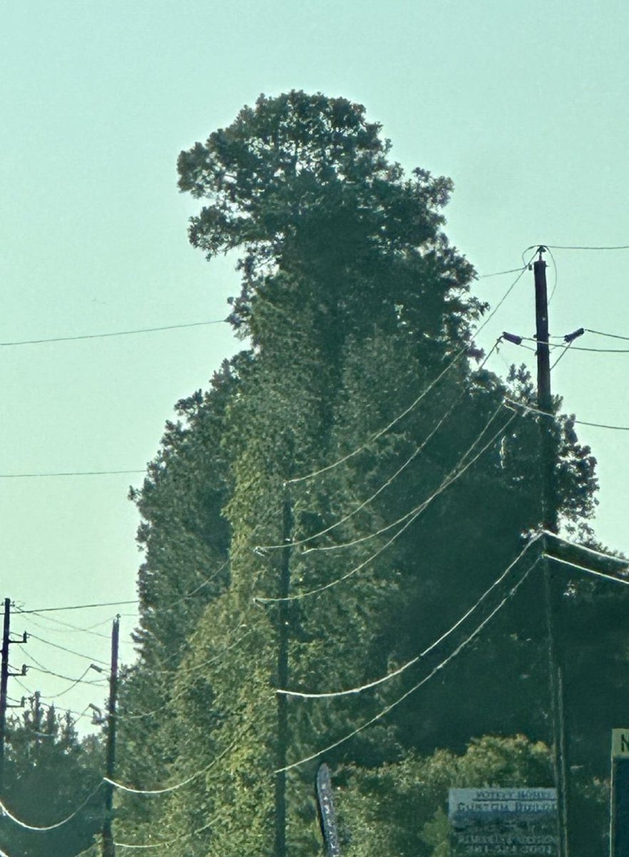 Ramp0l (@brielrampoldi) on Twitter photo 