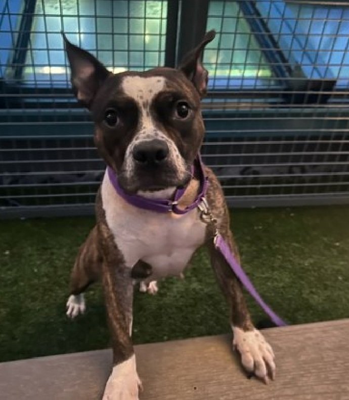 MyBoxerLuvMac1's tweet image. 💔Pepper💔
#NYCACC #242504 2y
▪️ReListed TBK: 12/13💉 
#RescueOnly

Precious sweetie's💔, after being surr 4 growling when food bowl approached!
Perhaps she never has much!
Tense, uncomfortable w some interactions &amp;amp; clearly demonstrates these signs.
Affectionate, social in calmer