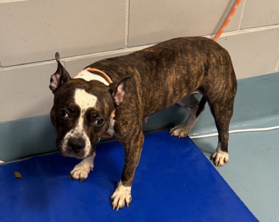 MyBoxerLuvMac1's tweet image. 💔Pepper💔
#NYCACC #242504 2y
▪️ReListed TBK: 12/13💉 
#RescueOnly

Precious sweetie's💔, after being surr 4 growling when food bowl approached!
Perhaps she never has much!
Tense, uncomfortable w some interactions &amp;amp; clearly demonstrates these signs.
Affectionate, social in calmer