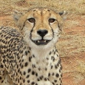 ⁶トレマス⁴⁴🎢|| tweet media