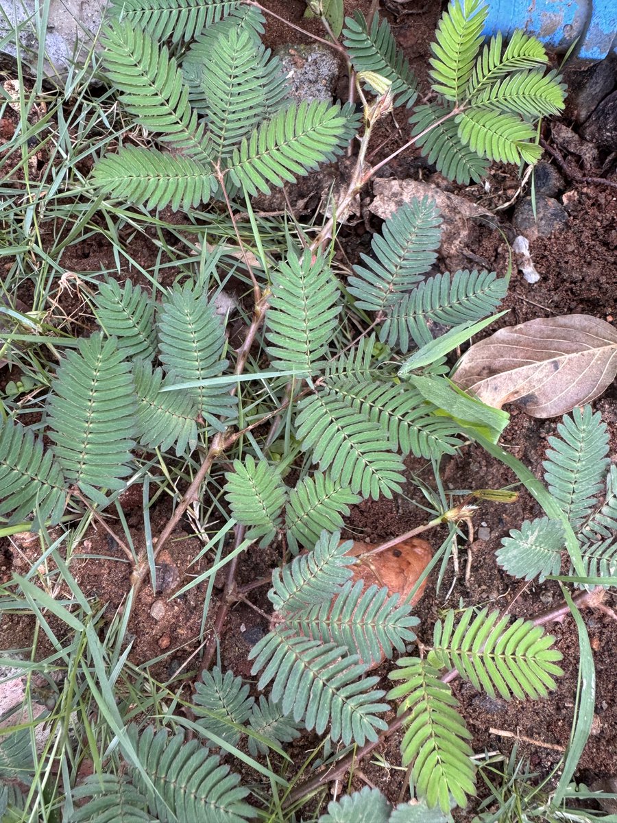 prasannasanthi's tweet image. Share your Leaf Photography!
#TouchMeNot  leaves 
#Pras_Clicks 
#theme_pic_India_Leaves