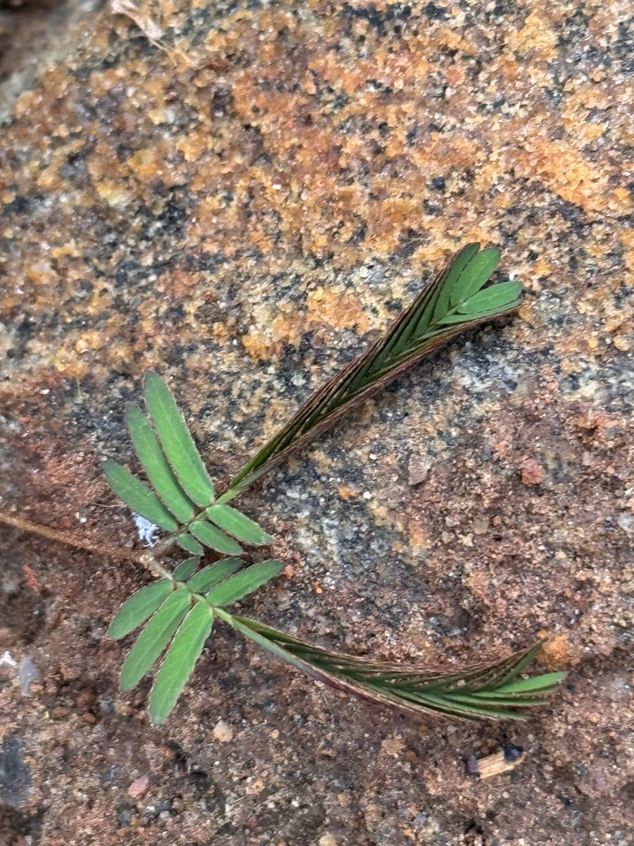 prasannasanthi's tweet image. Share your Leaf Photography!
#TouchMeNot  leaves 
#Pras_Clicks 
#theme_pic_India_Leaves