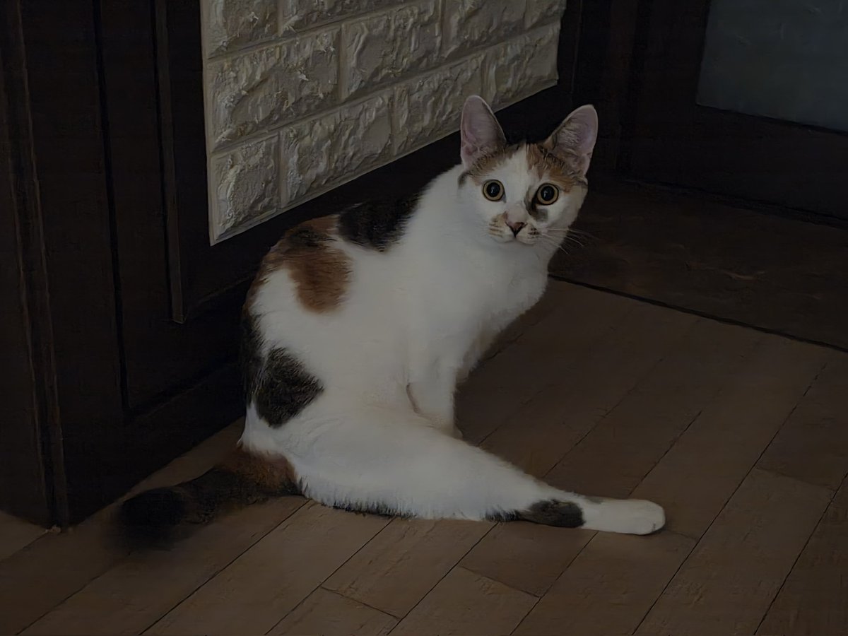meow_nuri's tweet photo. https://t.co/Nh7DZTAXVM