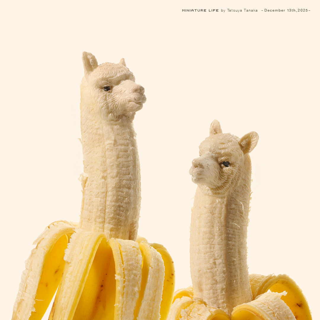 ししゃももどき (@caperin_77) / Posts / X