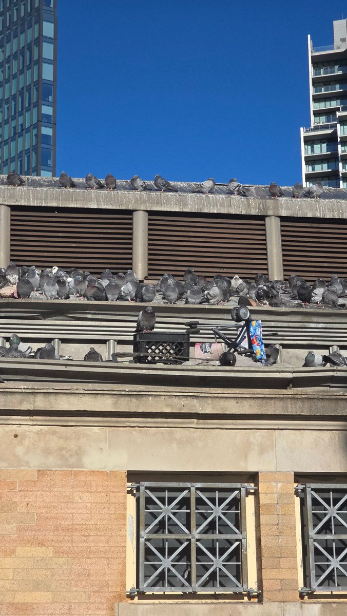 EveryTPlusULTRA's tweet image. Pigeons in NYC.. resourceful .. they have crate , stroller, a community lol