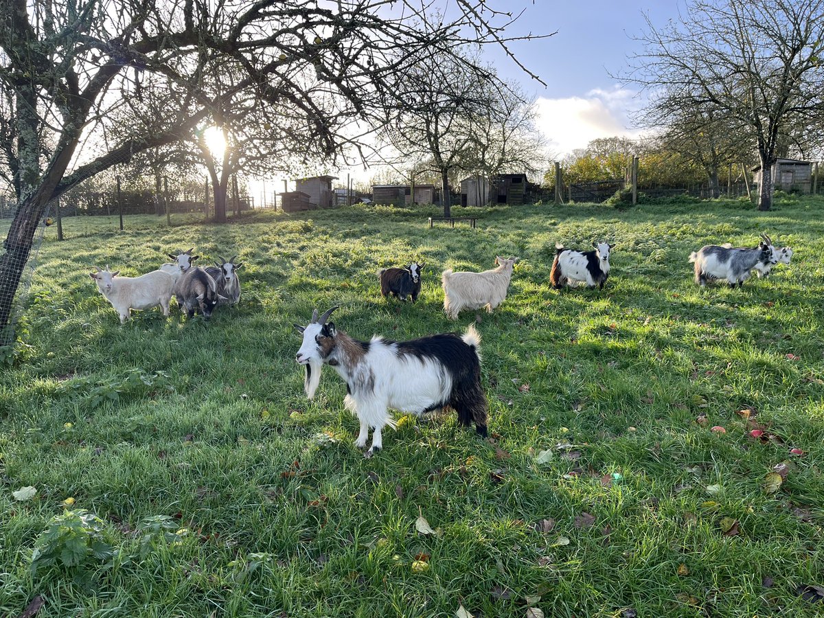 🐑 Farmer Dixon 🐐🐮🐓🐏🌿 tweet media