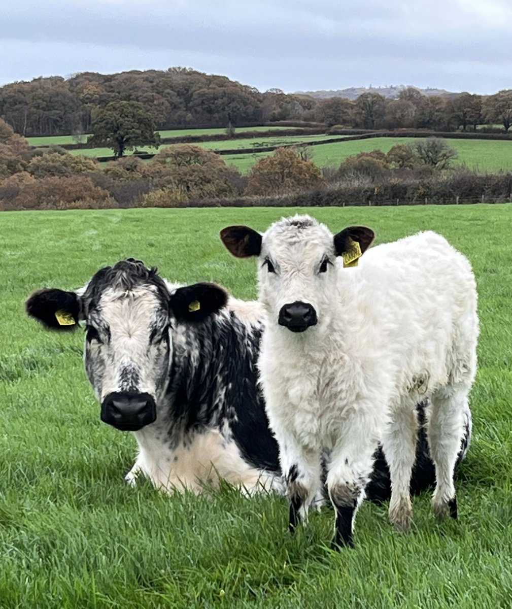 🐑 Farmer Dixon 🐐🐮🐓🐏🌿 tweet media
