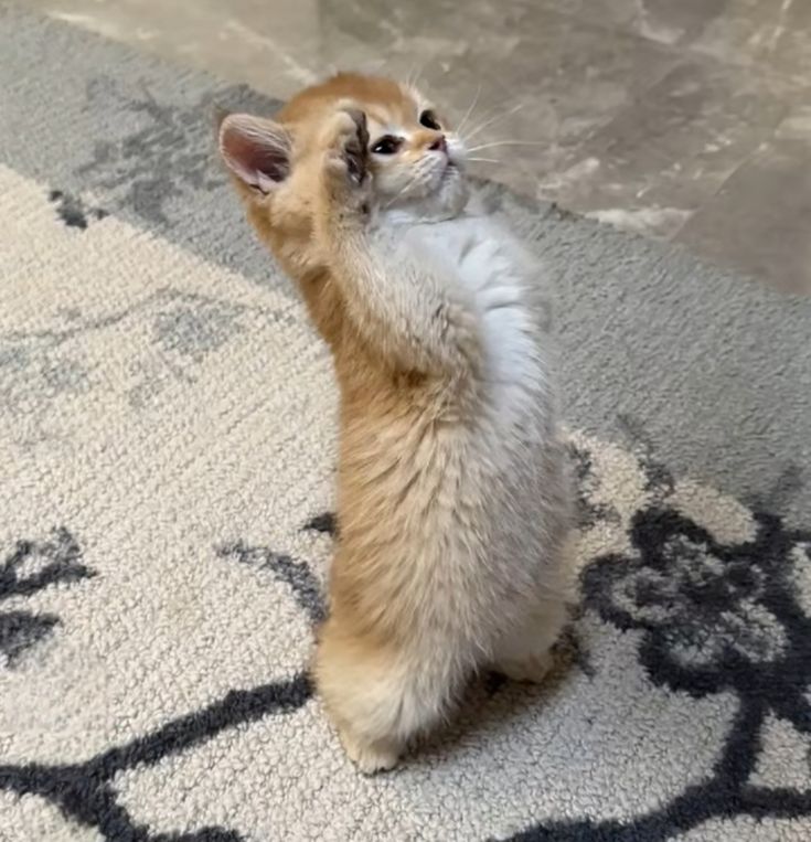 Author is here guys . I am sorry for pause in posting , i am little busy  rn , you know Christmas time etc. I will try to publish new works this weekend,  in theory i am going to make continuing with Bunny Irelia , finish 2 renders for Senna and maybe a little more. Thanks gtg.