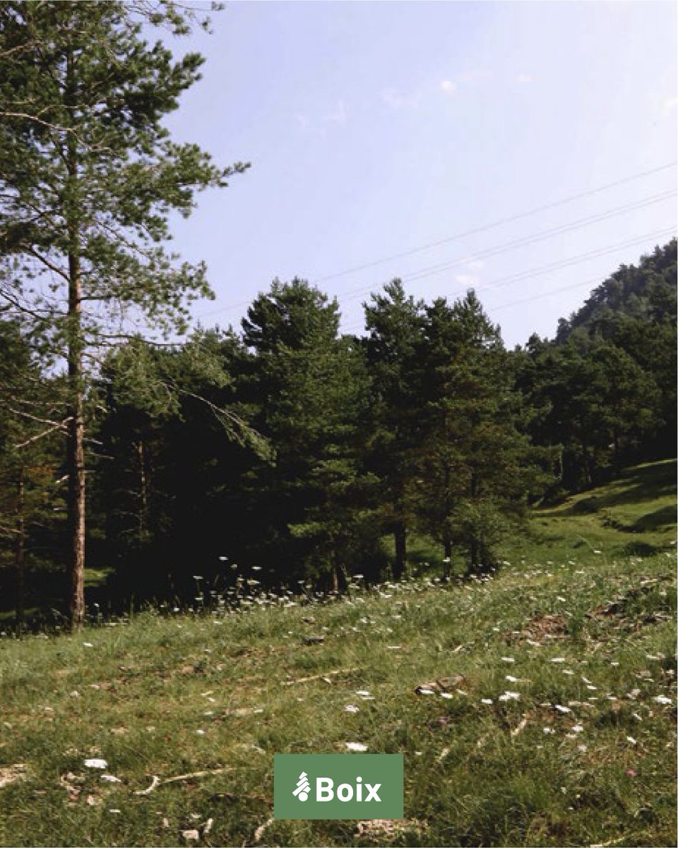 🌳 Sabies que un bosc ben gestionat pot absorbir grans quantitats de CO₂ i ajudar a frenar el canvi climàtic?
A Grup Boix apostem per la fusta de proximitat i el respecte pel medi ambient. 🌱

#Sostenibilitat #Boscos #Fusta #MediAmbient #GrupBoix