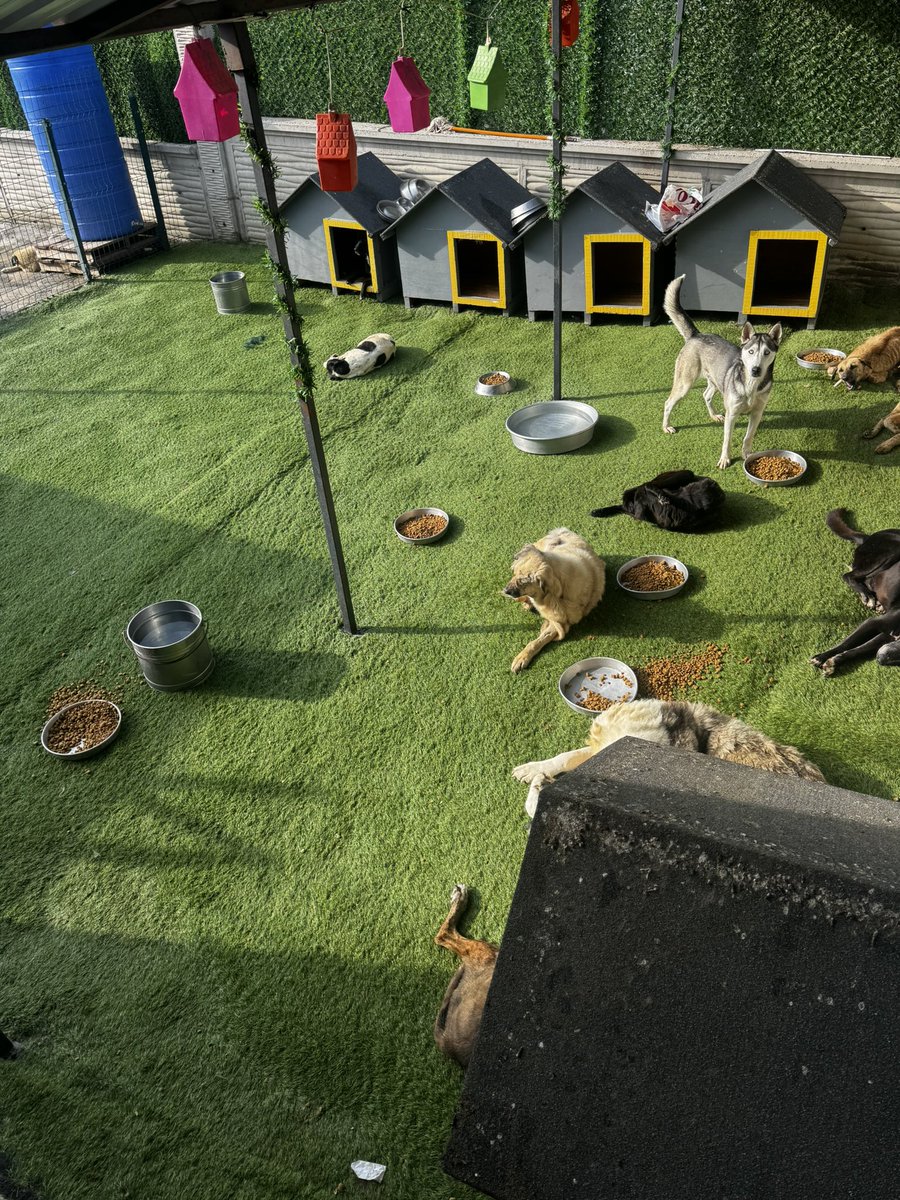 Dostlarımız güncelleme. 

Biliyorsunuz Patiliköy şikayet sonucu köpeklerin kaldığı konteynerların kaçak yapı sayılması nedeni ile mühürlendi. 
 Beslemede bakımda sorun yok. İçerideki canların bakımları beslenmeleri hiç aksamadan yapılıyor..

Bugün belediye ile görüştük. Mecburen