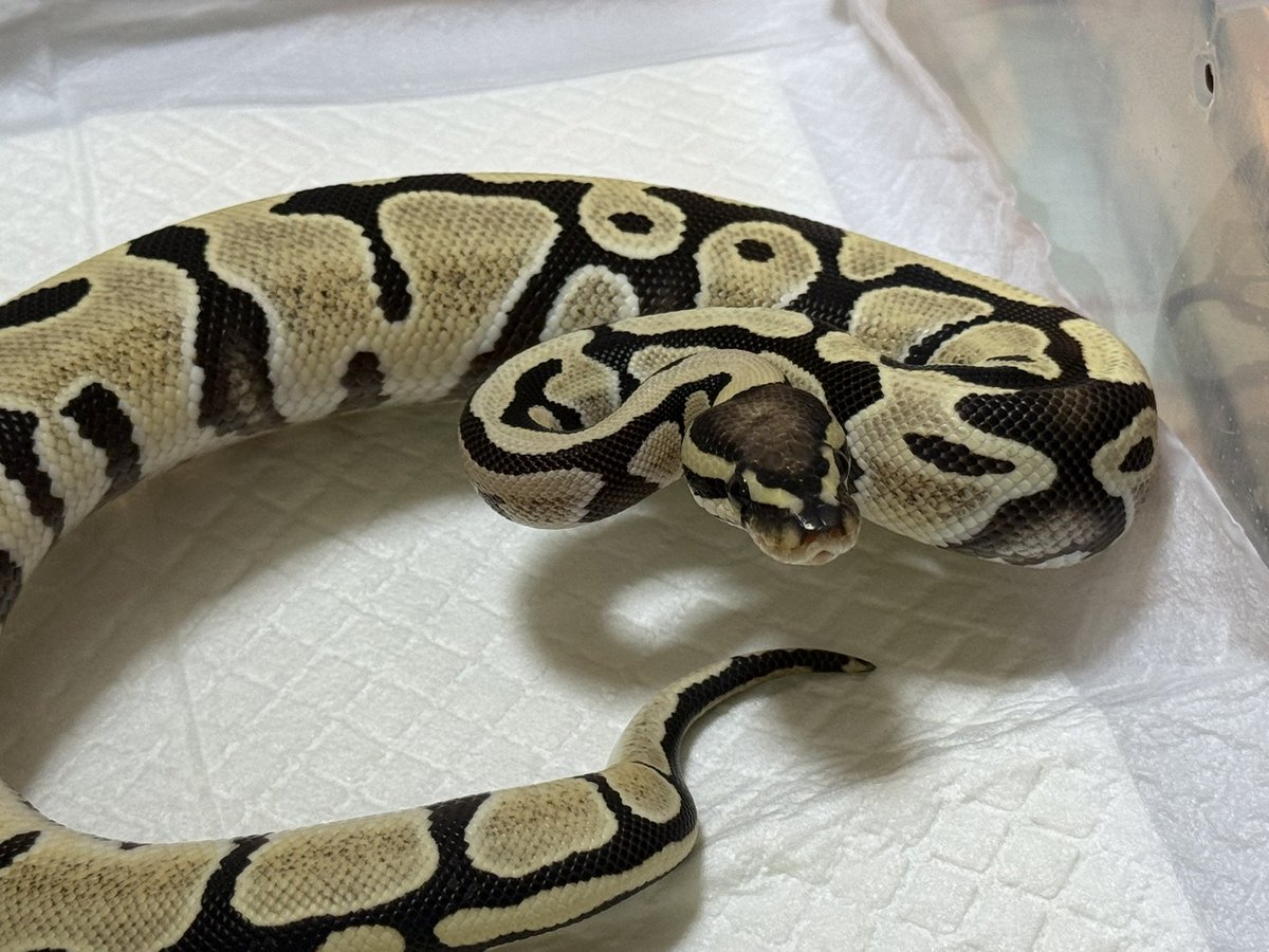 Yu ゆう🍥 tweet media