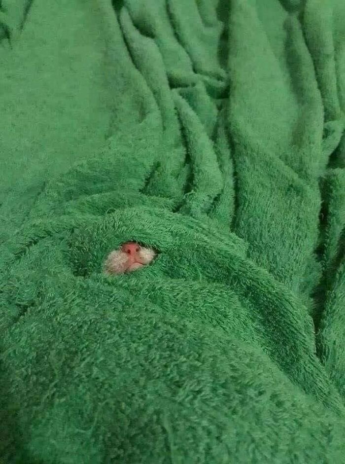 twaniimals's tweet image. 