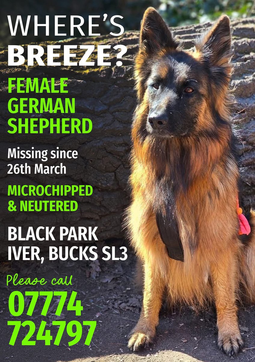 WE NEED TO FIND BREEZE!!

Missing after chasing something in Black Park Country Park #IVER #BUCKINGHAMSHIRE #SL3 on Wednesday 26th March 2025 at 11am

Despite SOOOOO many people walking the area she hasn't been seen - not one sighting

Have you seen her? 
Did you find her?
