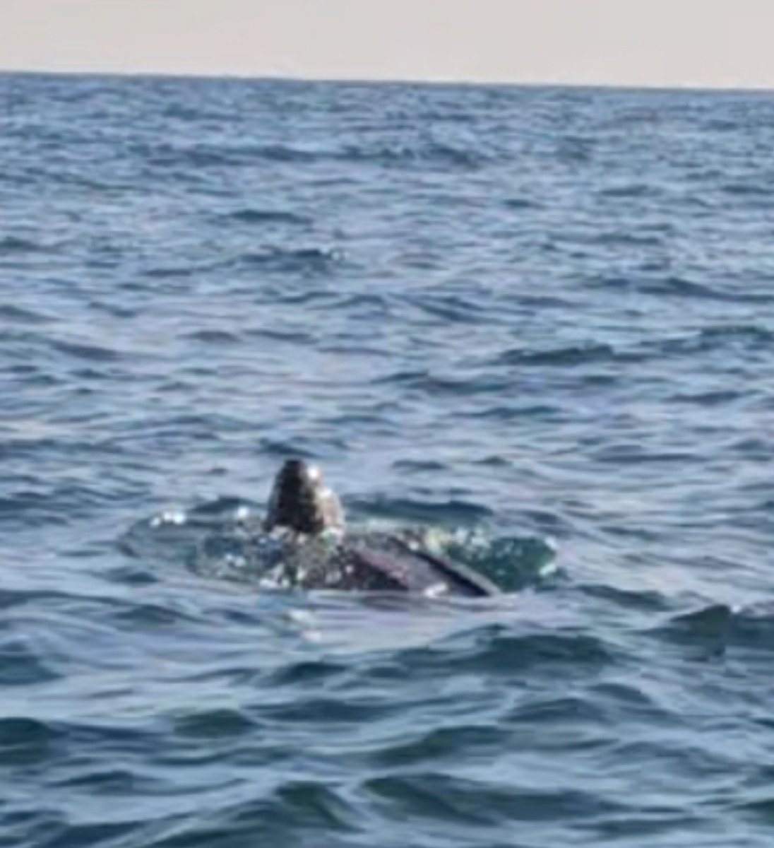 أبوبشار الغنبوصي tweet media