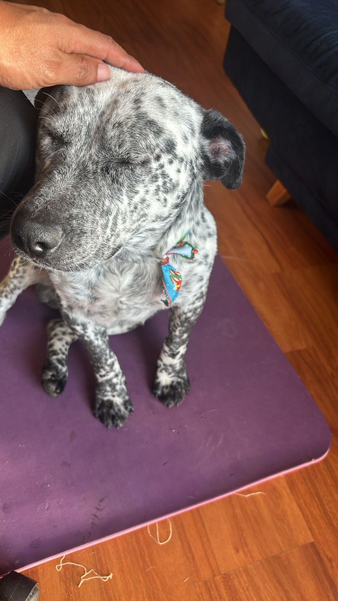 CooleraConnor's tweet image. 🚨🚨🚨 COMPARTO 🚨🚨🚨

Unos amigos se encontraron a este perrito el 9 de dic, solito, por la Séptima con 69
Se nota que es un perrito casero y está bien cuidado, así que creemos que su familia debe estar buscándolo.

Ayudaaa 😭🐕

Info: 317 423 0714